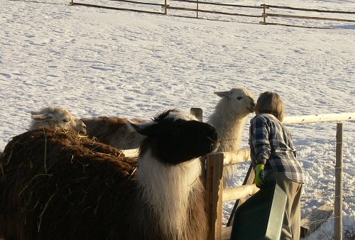 feeding llamas in the winter