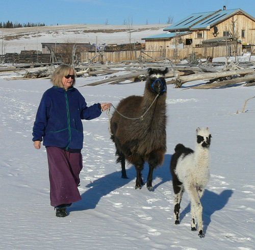 walking with llamas, llama walking