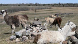 herd of llamas, homeopathy for llamas