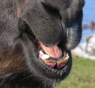 llama tongue, llama loses teeth