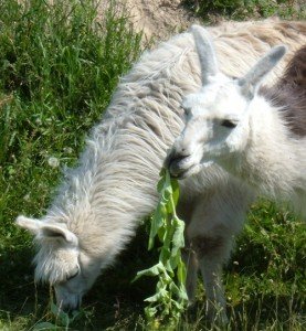camelid, lips, interesting facts