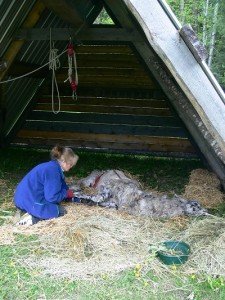 llama with paralysis, homeopathy for animals