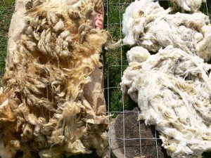 washing sheep wool, scouring fleece