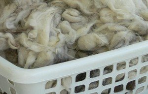 washing sheep wool, how to clean fleece