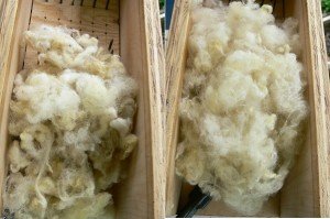 picking-lamb-wool