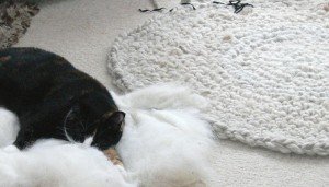 cat on mega crochet rug