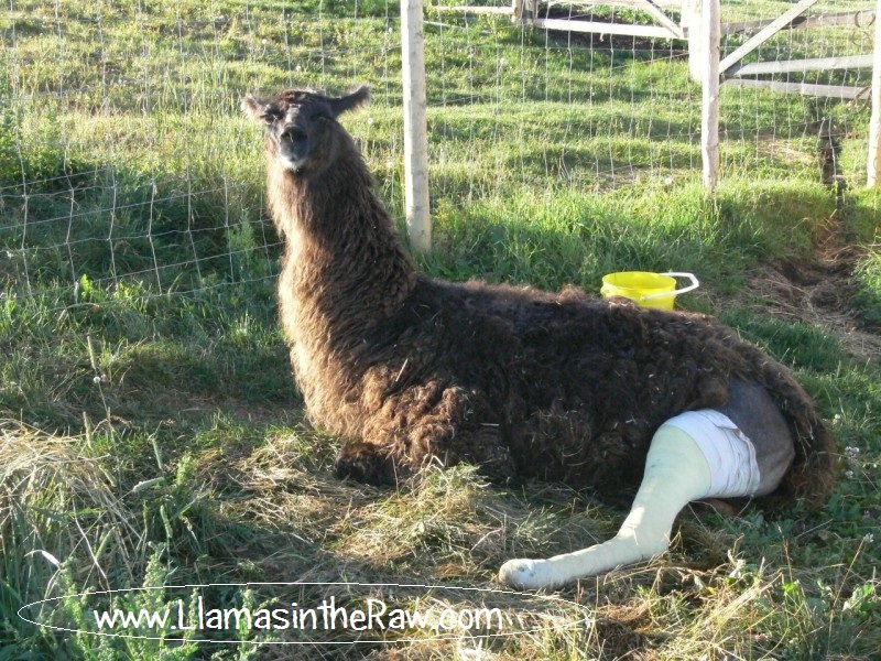 injured llama with leg in cast