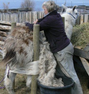 shearing a llama