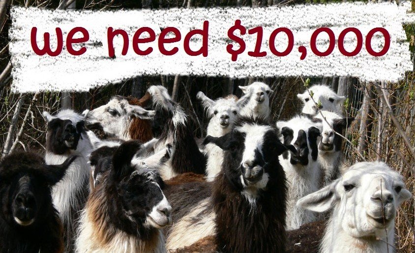Every Purchase Helps a Llama